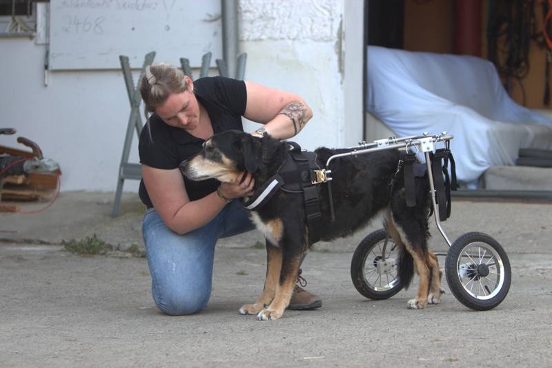 Tamara Rusitzka arbeitet therapeutisch an einem Hund im Rollstuhl. Tamara Rusitzka arbeitet therapeutisch an einem Hund im Rollstuhl.