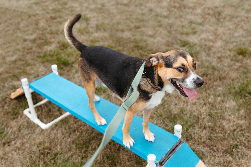 Hund balanciert auf Steg - Training von Tamara Rusitzka, Physiotherapeutin & Osteopatin für Pferde und Hunde.