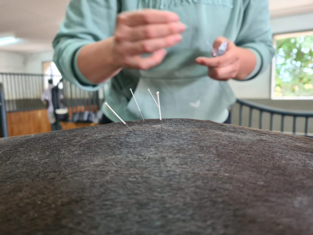 Dry Needling Behandlung am Pferd durch Tamara Rusitzka in Salzgitter – gezielte Triggerpunkttherapie gegen Muskelverspannungen und Rückenschmerzen.