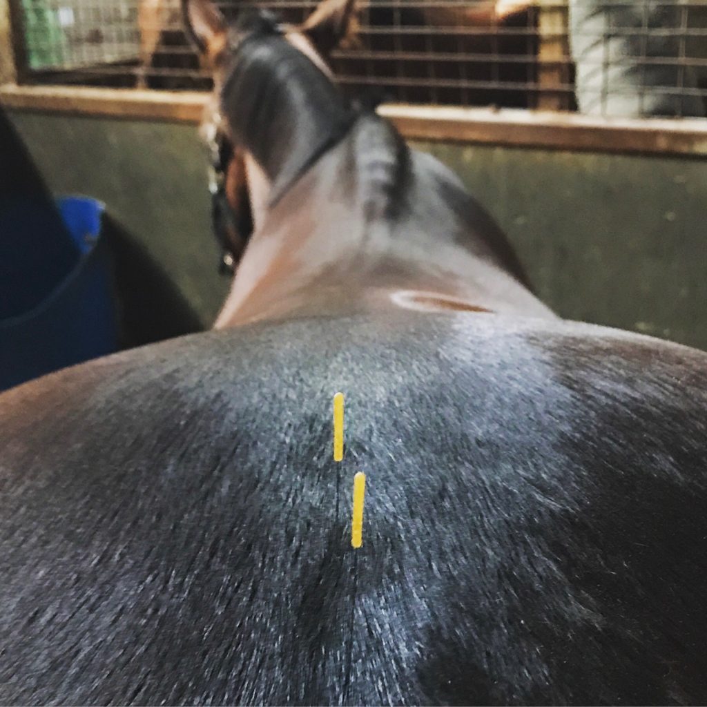 Dry Needling Behandlung am Pferderücken – gezielte Triggerpunkttherapie zur Lösung muskulärer Verspannungen und Unterstützung der Regeneration.