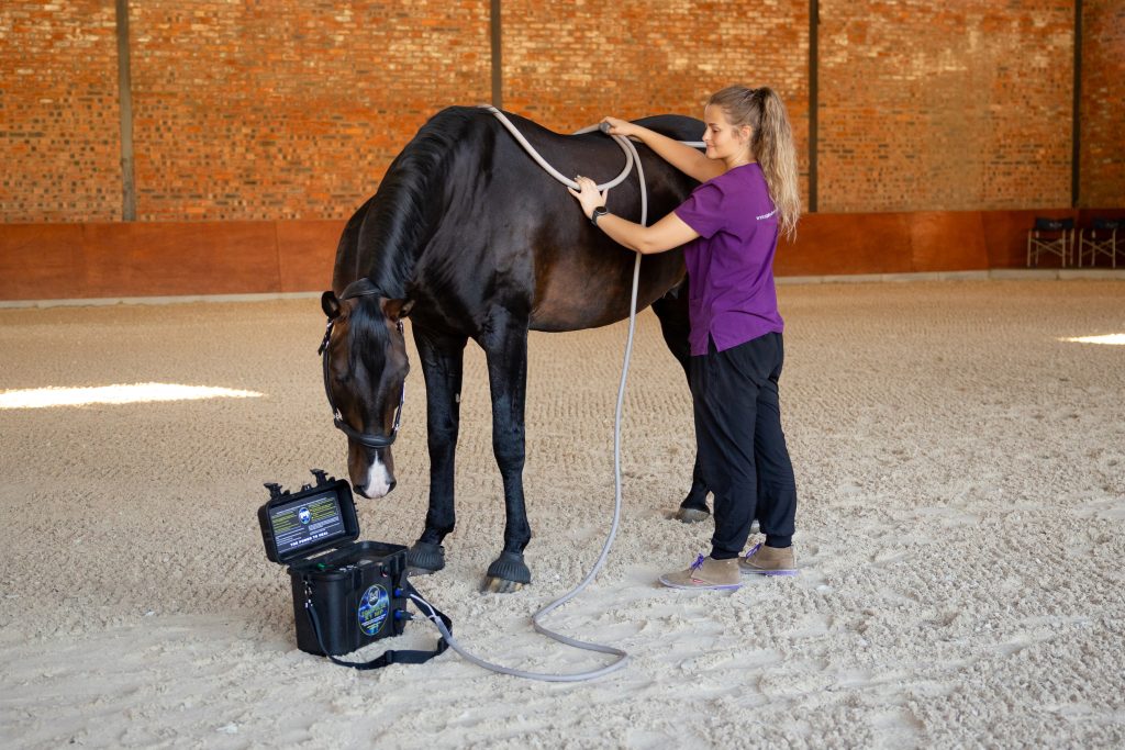 Magnetfeldtherapie am Pferd mit moderner Gerätetechnik zur Förderung von Zellregeneration, Durchblutung und Stoffwechselaktivität.