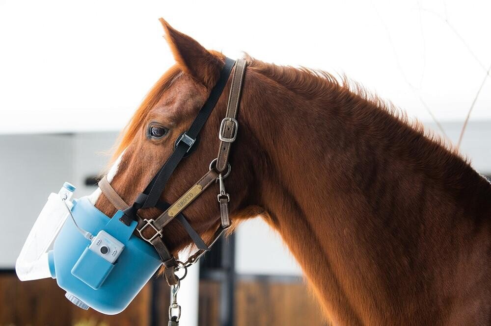 Pferd mit Atemtherapiegerät zur Behandlung von Atemwegserkrankungen wie Husten, flacher Atmung oder Unruhe beim Reiten, unterstützt durch Bioresonanz, Akupunktur und sanfte Bewegung.
