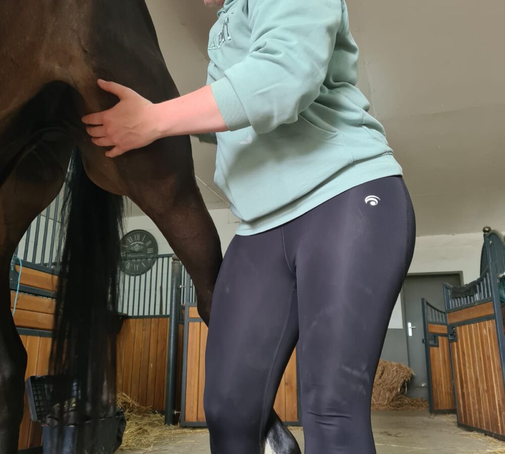 Therapeutische Behandlung eines Pferdes mit Rittigkeitsproblemen, wie Widersetzlichkeit, Kopfhochreißen oder Taktfehlern, durch Ursachenanalyse, Chiropraktik und gezieltes Training.