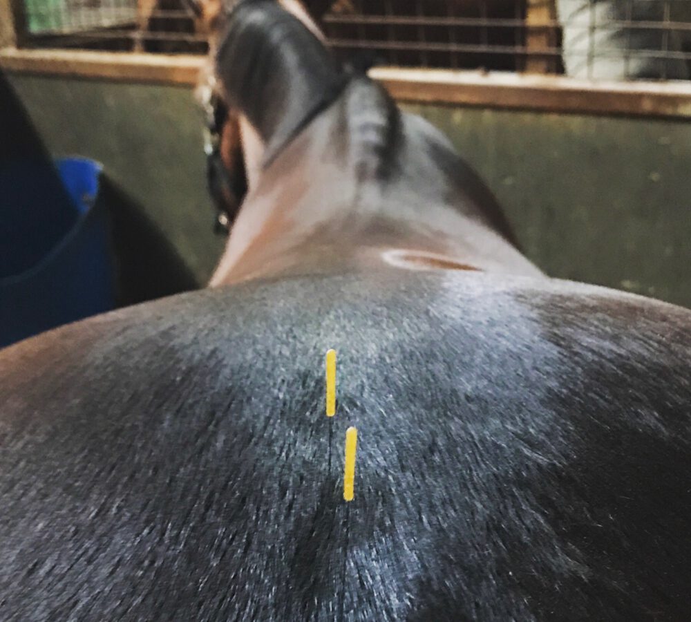 Dry Needling Behandlung am Pferderücken – gezielte Triggerpunkttherapie zur Lösung muskulärer Verspannungen und Unterstützung der Regeneration.
